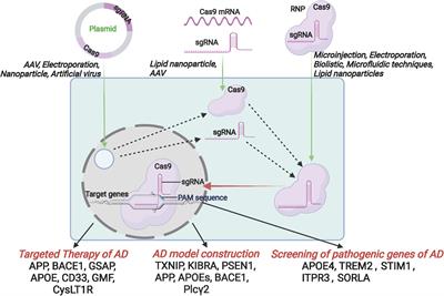 Application of CRISPR/Cas9 in Alzheimer’s Disease